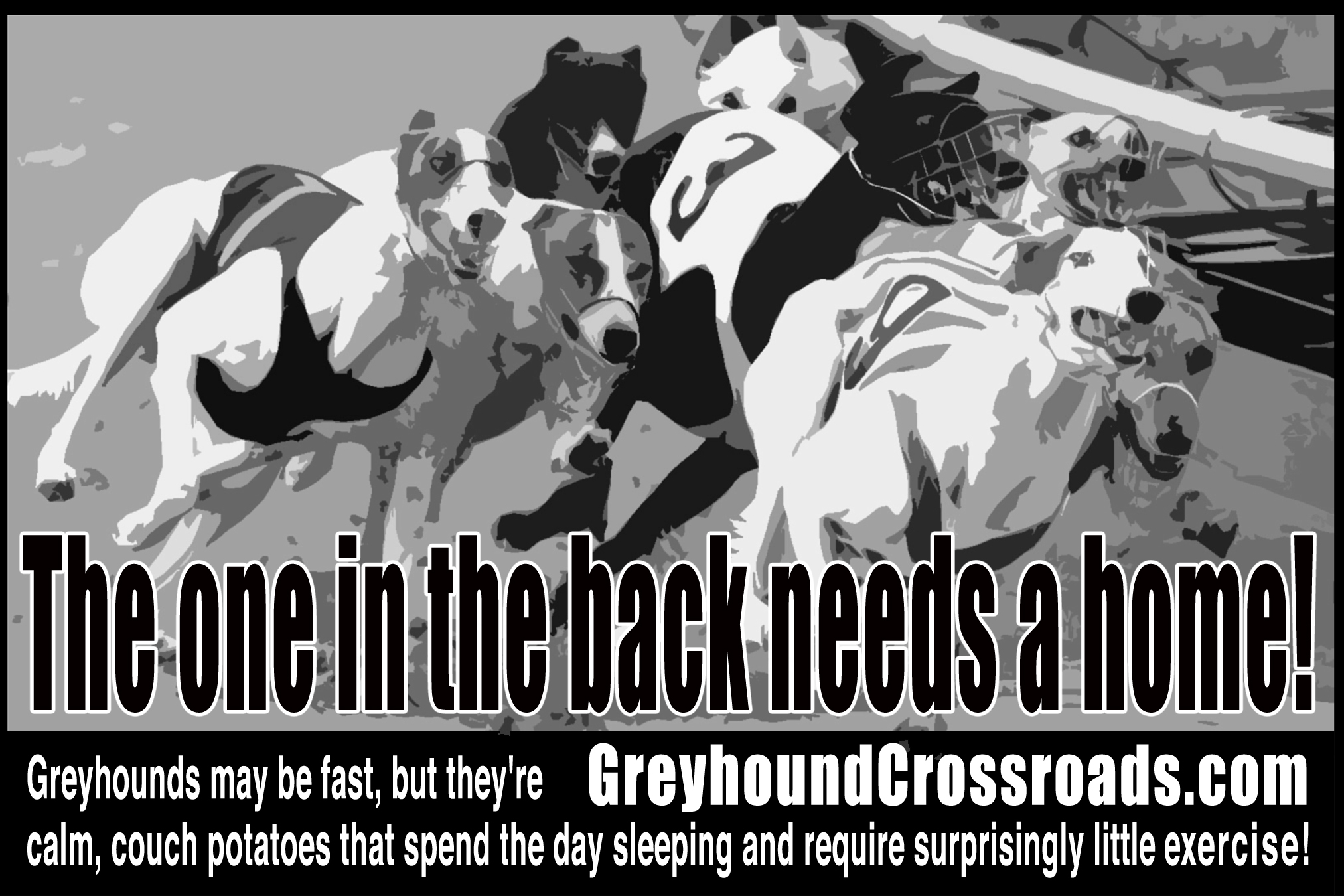 Greyhound Crossroads Road to Adoption
